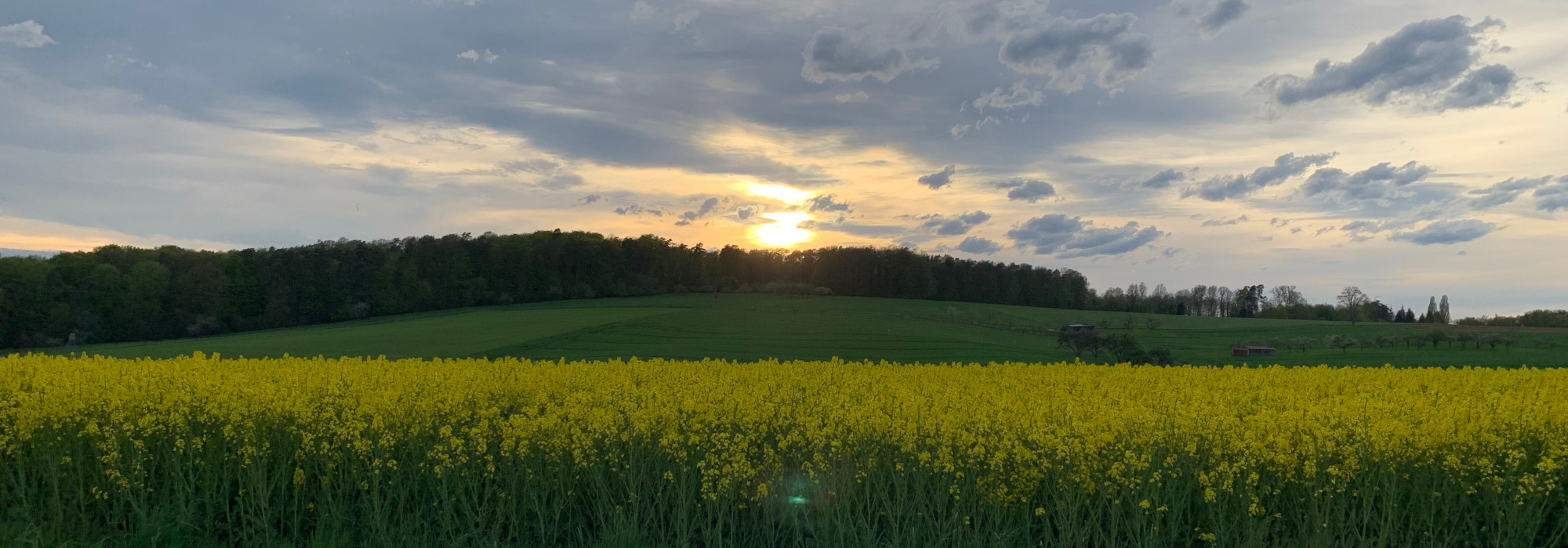 Landschaft Eichelsbach Raps Sonnenuntergang
