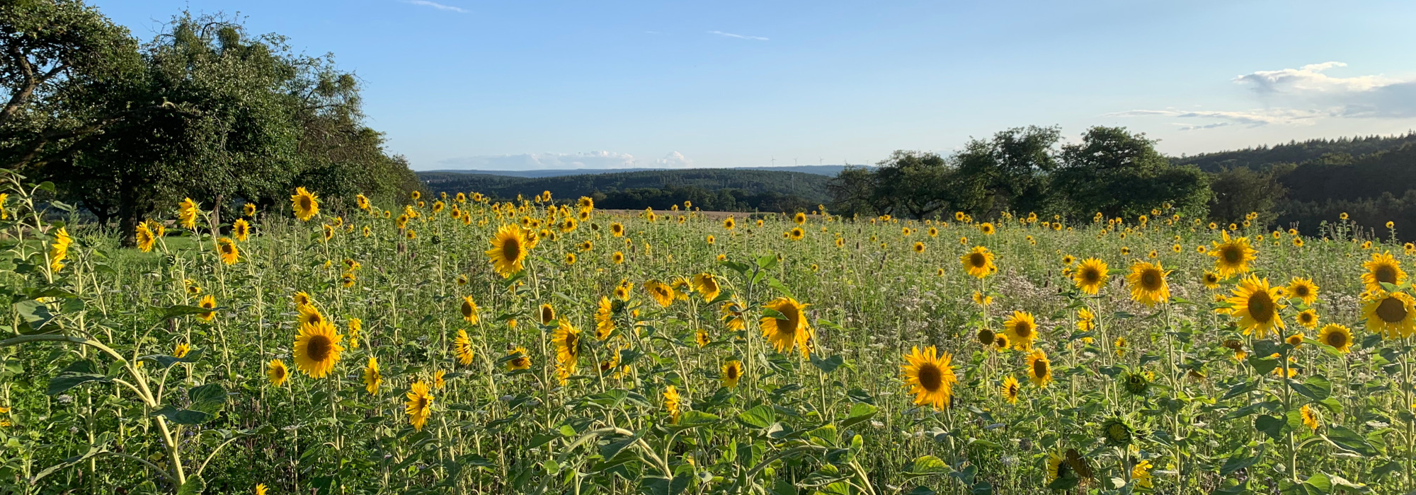 Landschaft Eichelsbach Sonnenblume