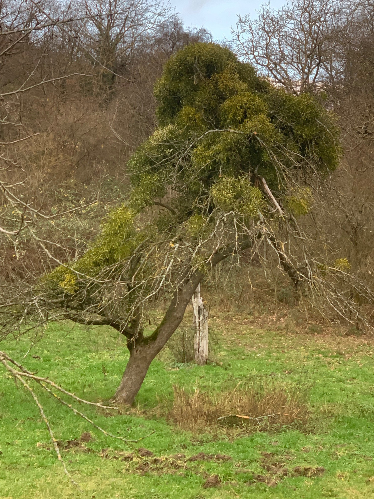 Baum mit starkem Mistelbefall