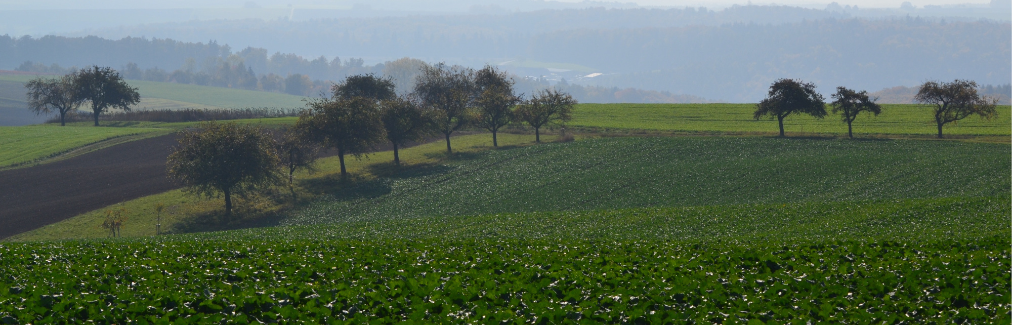 Landschaft Eichelsbach Grün